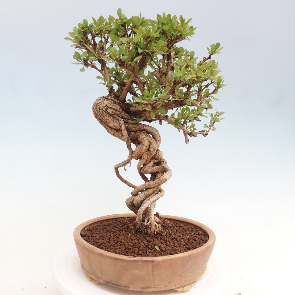 Venkovní bonsai - Berberis coreana - Dřištál korejský