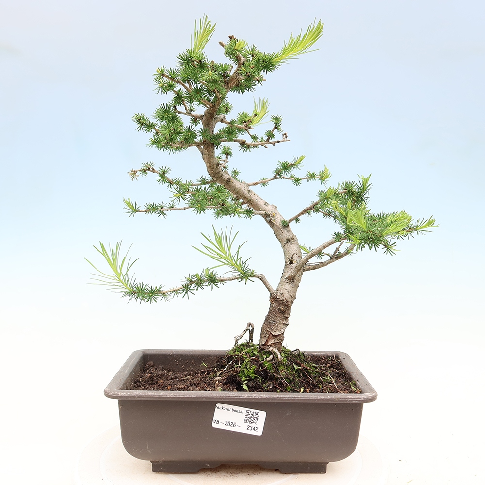 Venkovní bonsai -Larix decidua - Modřín opadavý 