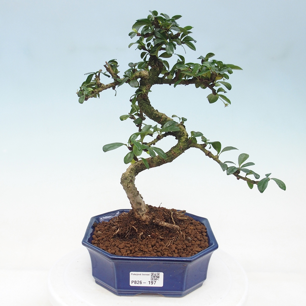 Pokojová bonsai - Carmona macrophylla - Čaj fuki