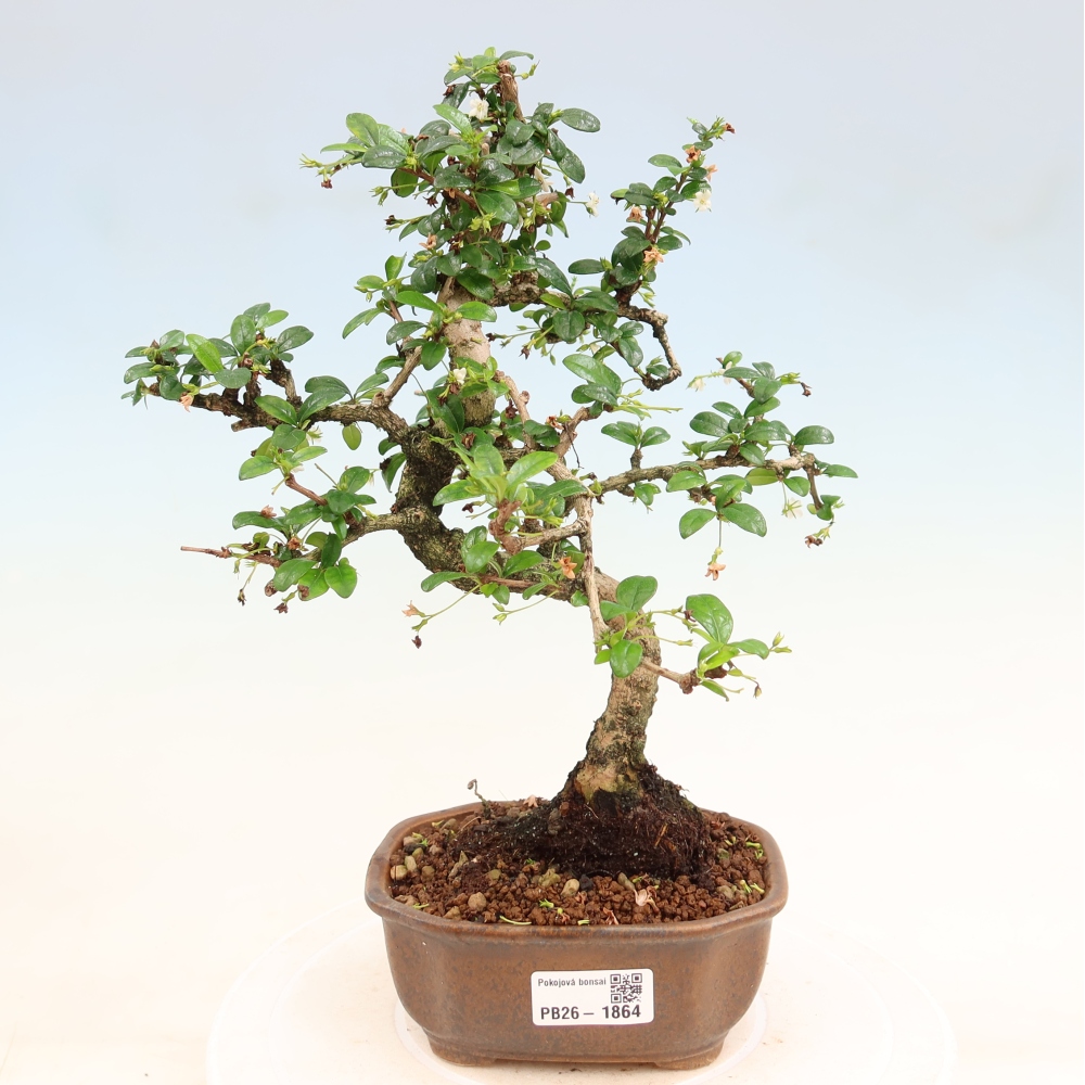 Pokojová bonsai - Carmona macrophylla - Čaj fuki