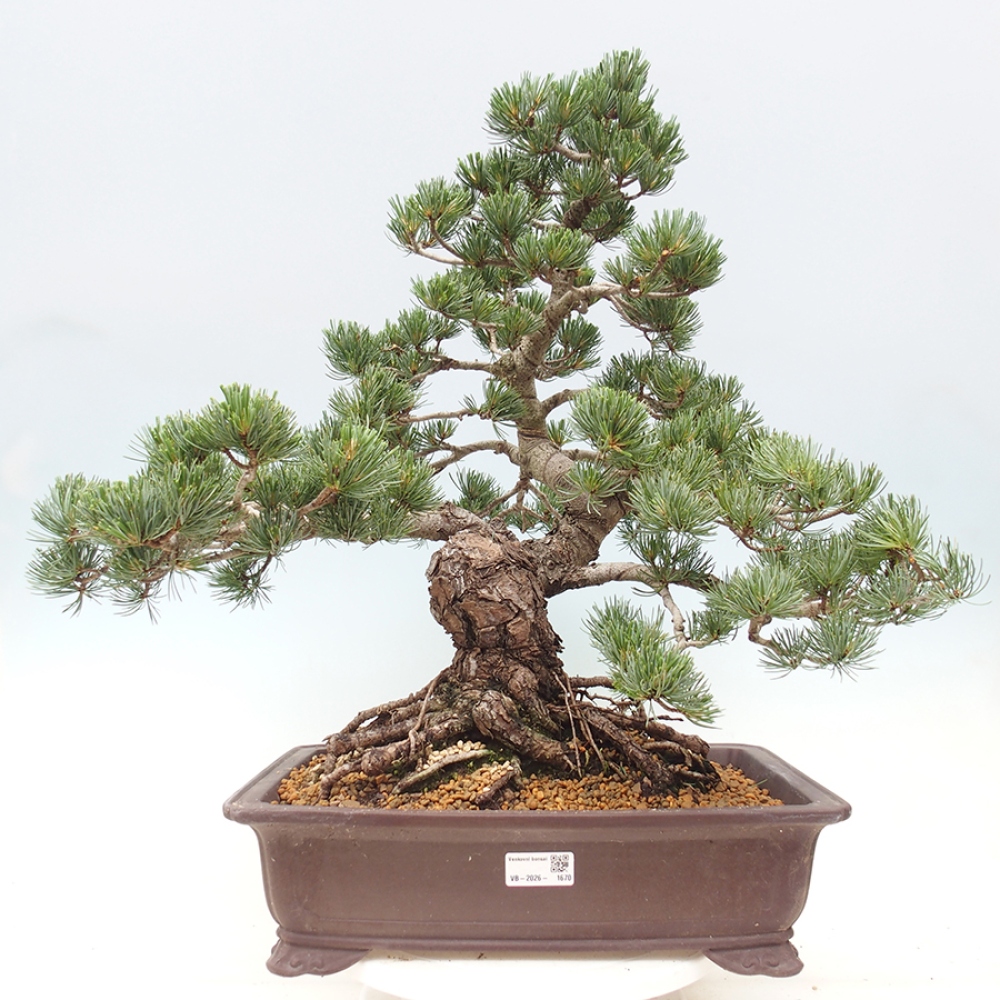 Venkovní bonsai - Pinus parviflora - Borovice drobnokvětá