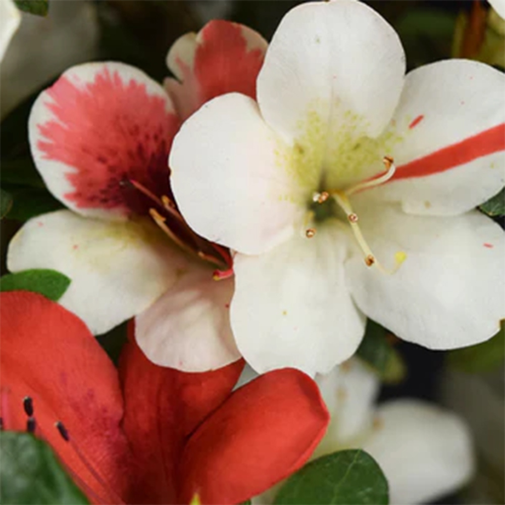 Venkovní bonsai - Japonská azalka - Azalea Karenai-no-tenshi