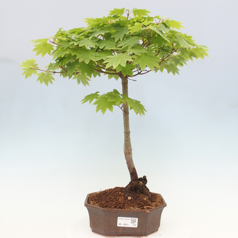 Venkovní bonsai - Javor palmatum katsura GISAN - Javor dlanitolistý