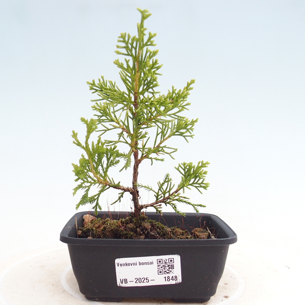 Venkovní bonsai - Juniperus chinensis Itoigawa -Jalovec čínský