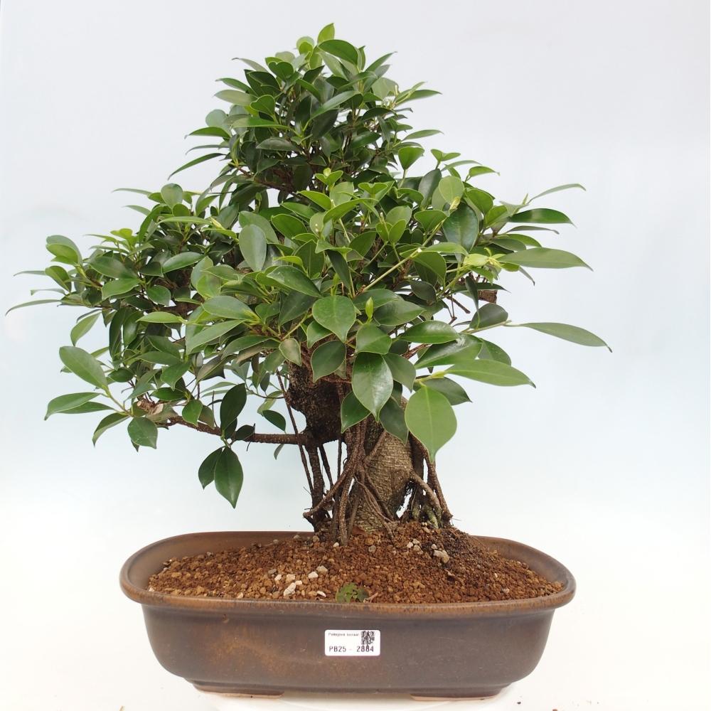 Pokojová bonsai - Ficus kimmen -  malolistý fíkus - POUZE OSOBNÍ ODBĚR nebo paletová přeprava