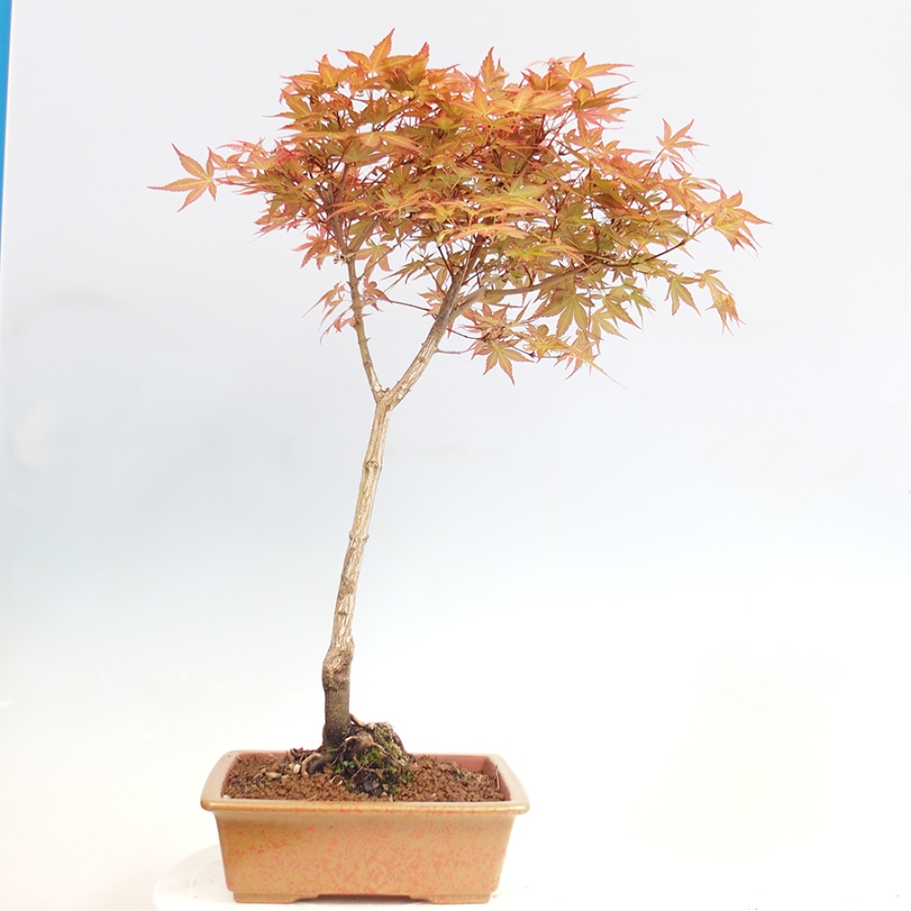 Javor dlanitolistý - Acer palmatum Beni Tsukasa