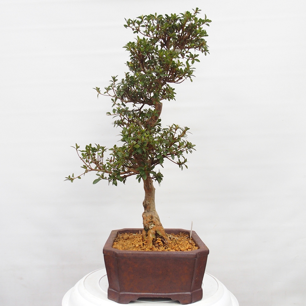Venkovní bonsai - Japonská azalka - Azalea Hanatsuzuri