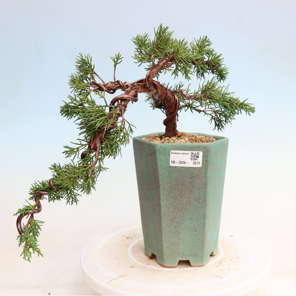 Venkovní bonsai - Juniperus chinensis Kishu -Jalovec čínský
