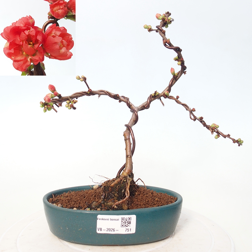 Venkovní bonsai - Chaneomeles s. Red Joy - Kdoulovec 