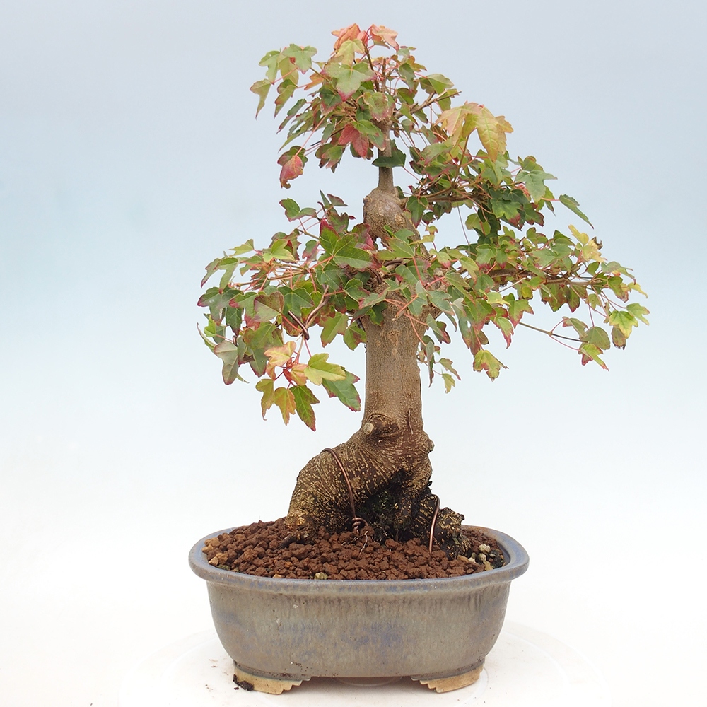Venkovní bonsai - Acer Buergerianum - Javor Burgerův