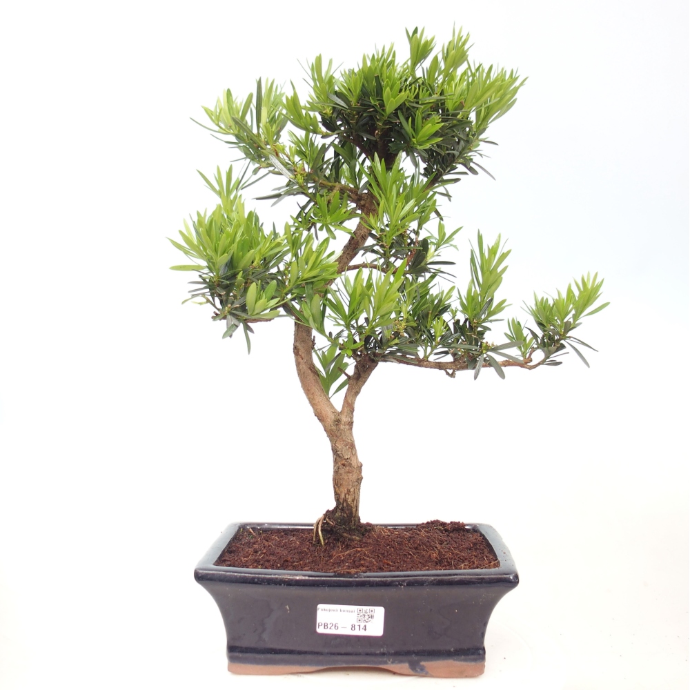Pokojová bonsai - Podocarpus - Kamenný tis
