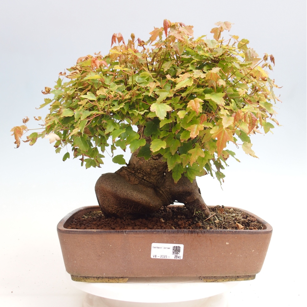 Venkovní bonsai - Acer Buergerianum - Javor Burgerův