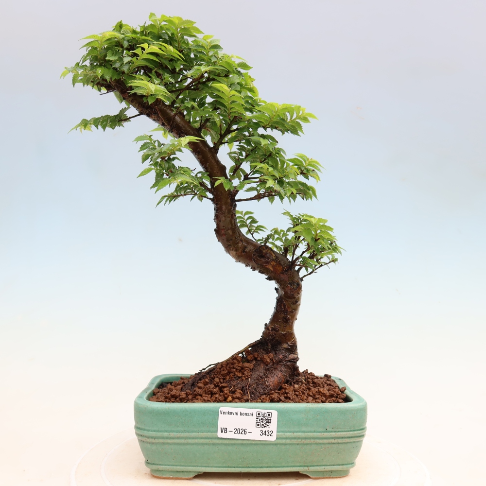 Venkovní bonsai - Ulmus Jacqueline Hillier - Jilm nádherný