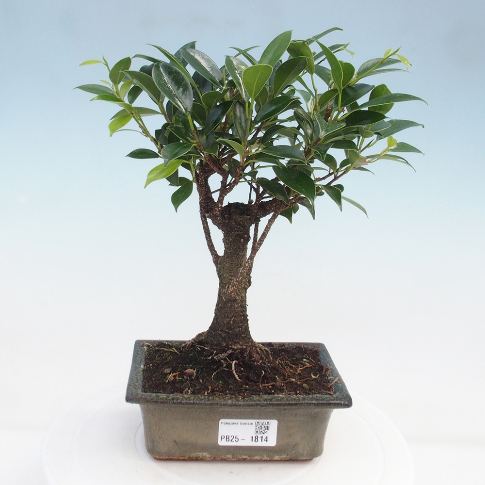 Pokojová bonsai - Ficus retusa -  malolistý fíkus
