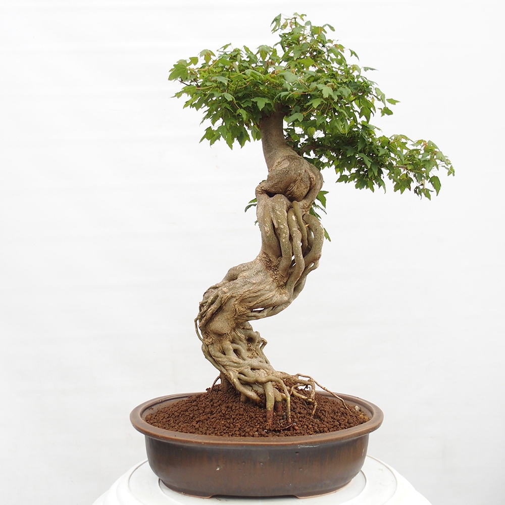 Venkovní bonsai - Acer Buergerianum - Javor Burgerův