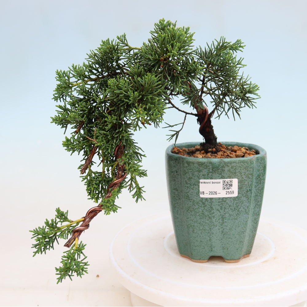 Venkovní bonsai - Juniperus chinensis Kishu -Jalovec čínský
