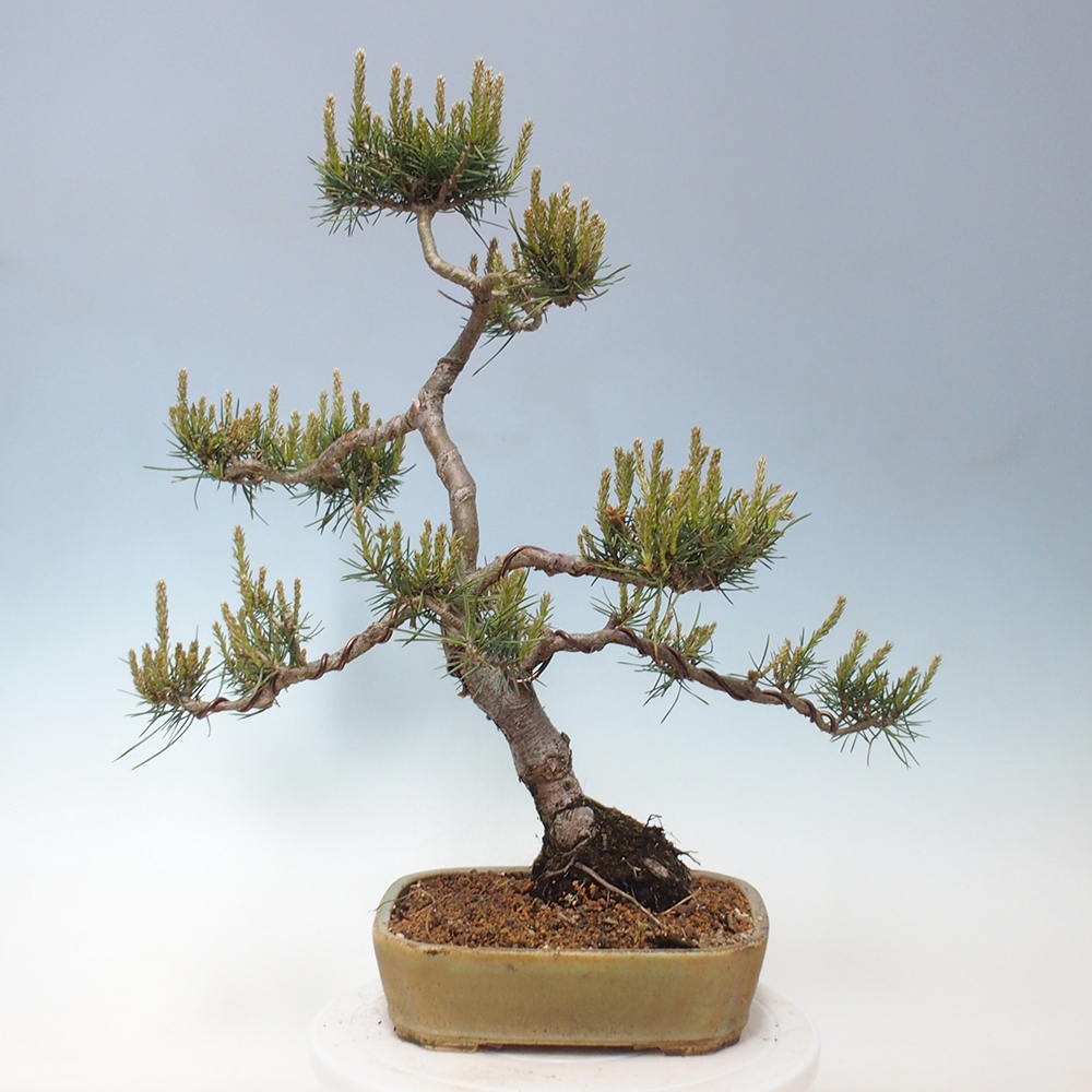 Venkovní bonsai - Pinus Sylvestris Watererri - Borovice lesní