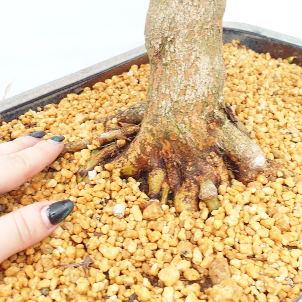 Venkovní bonsai - Japonská azalka - Azalea Saishun