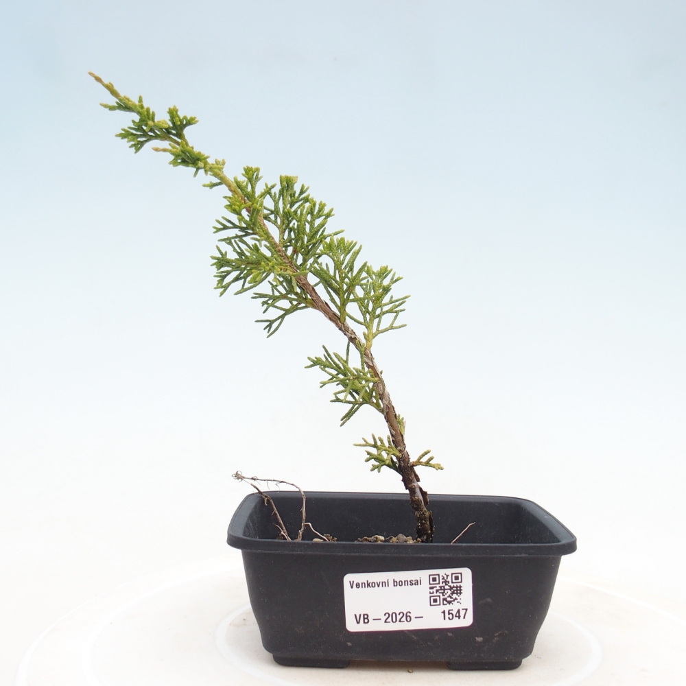 Venkovní bonsai - Juniperus chinensis Itoigawa -Jalovec čínský