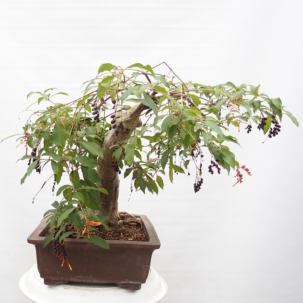 Pokojová bonsai - Hamelia patent