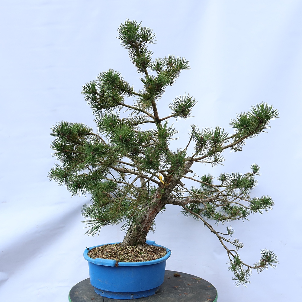 Pinus sylvestris Španělsko - borovice lesní