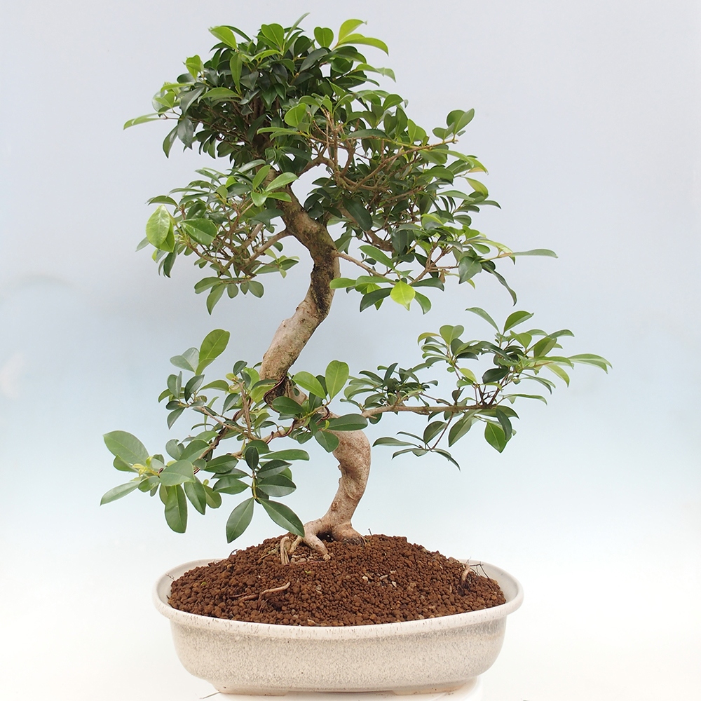 Pokojová bonsai - Australská třešeň - Eugenia uniflora - POUZE OSOBNÍ ODBĚR nebo paletová přeprava