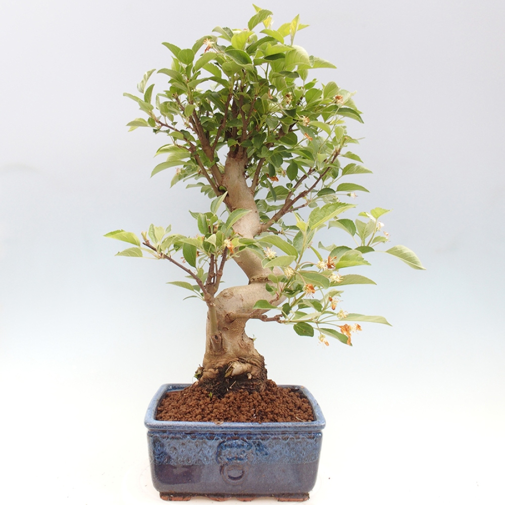 Venkovní bonsai -Malus halliana - Maloplodá jabloň