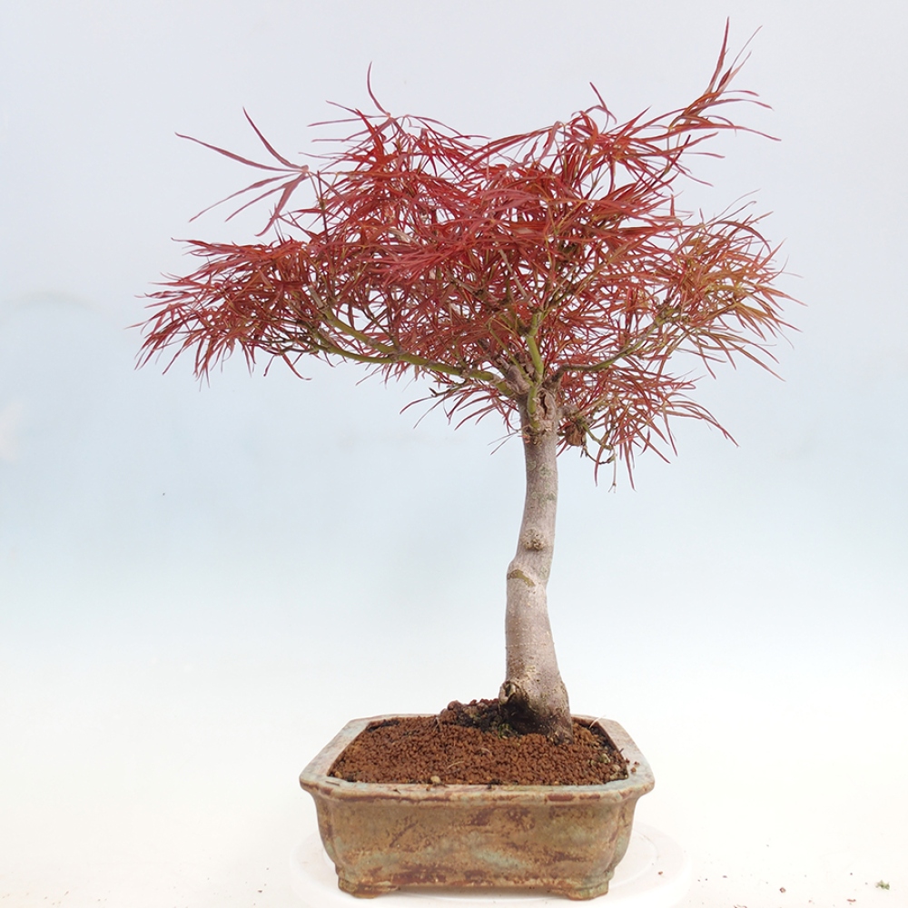 Venkovní bonsai - Javor dlanitolistý - Acer palmatum RED PYGMY