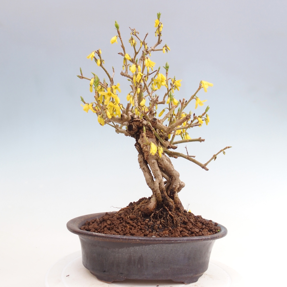 Venkovní bonsai - Zlatice - Forsythia koreana