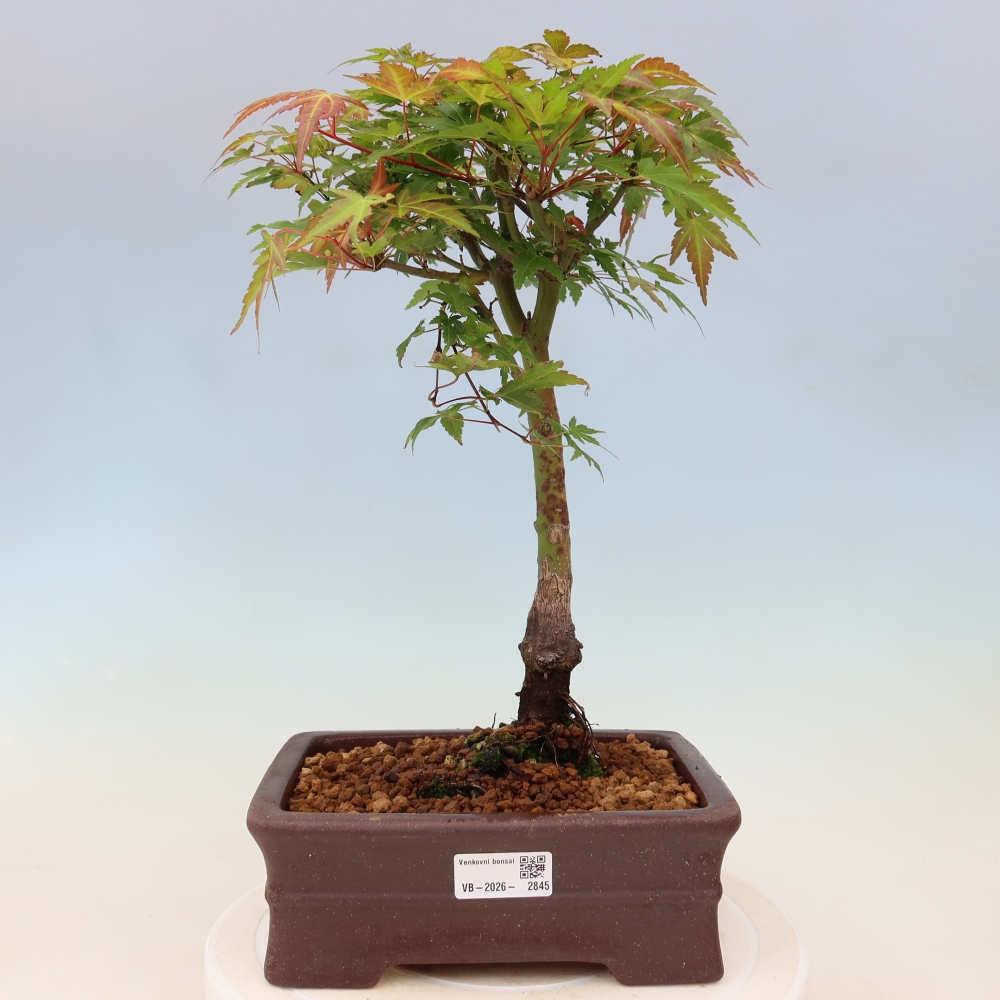Javor dlanitolistý - Acer palmatum Beni Tsukasa