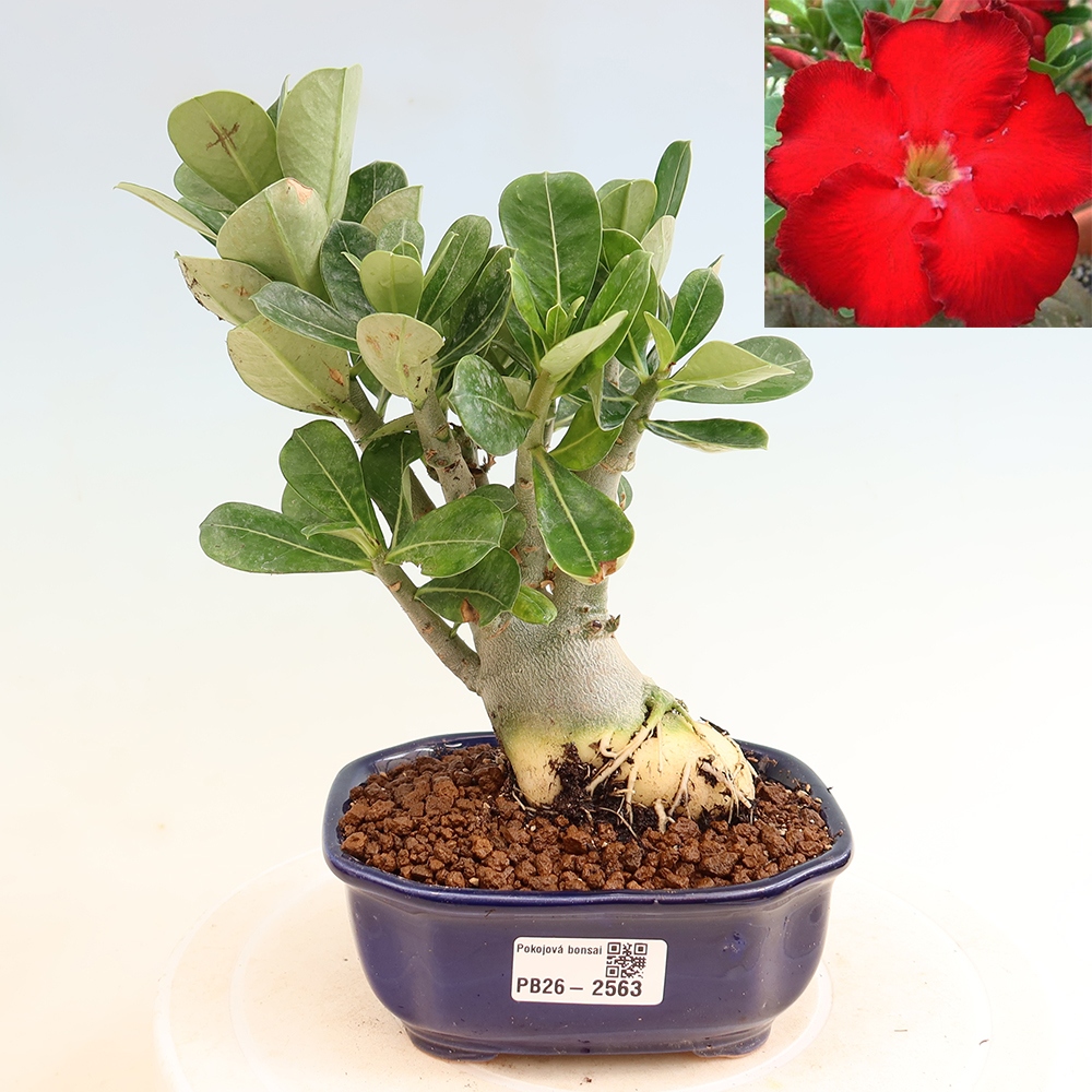 Pokojová bonsai - Adenium obesum Red Star - Pouštní růže