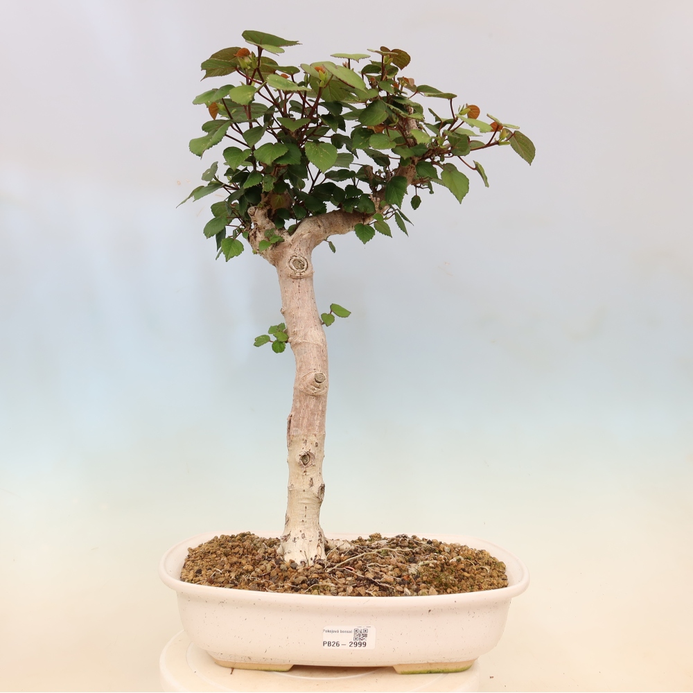 Pokojová bonsai - Hibiscus tiliaceus - Ibišek lípovitý, morský