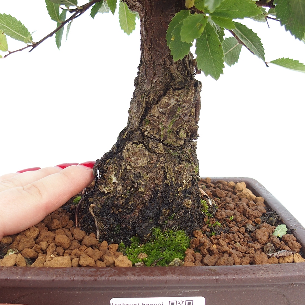 Venkovní bonsai - Zelkova - Zelkova NIRE