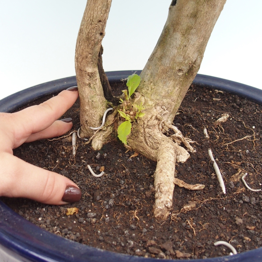 Pokojová bonsai - Duranta erecta Aurea
