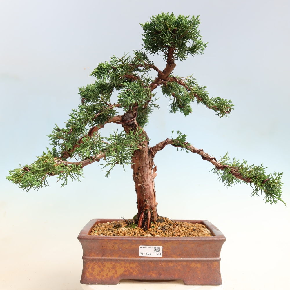 Venkovní bonsai - Juniperus chinensis Kishu -Jalovec čínský