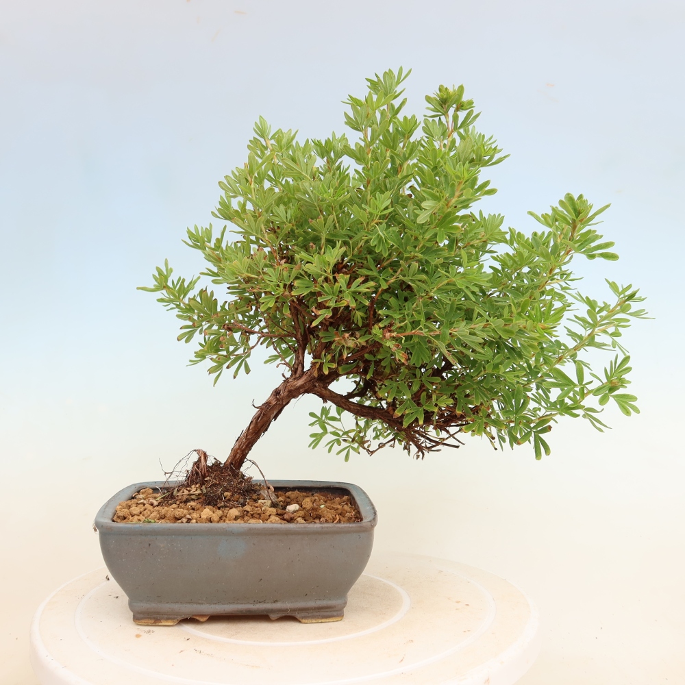 Venkovní bonsai-Mochna křovitá - Potentila fruticosa Bellissima