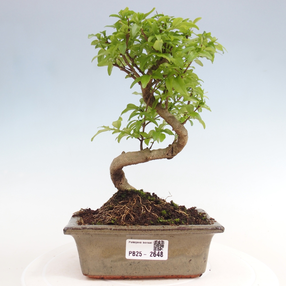 Pokojová bonsai -Ligustrum chinensis - Ptačí zob