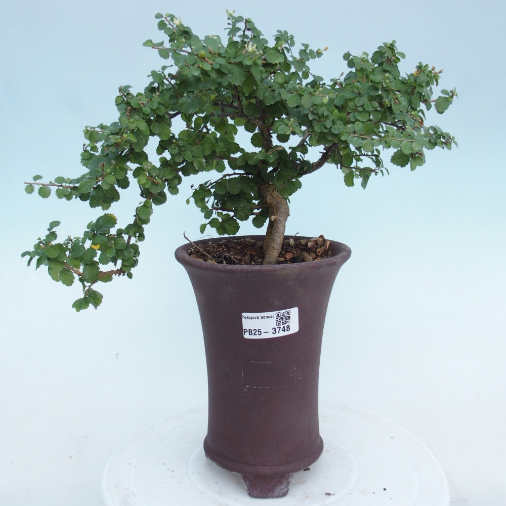Pokojová bonsai - Grewia sp. - Grewie malolistá