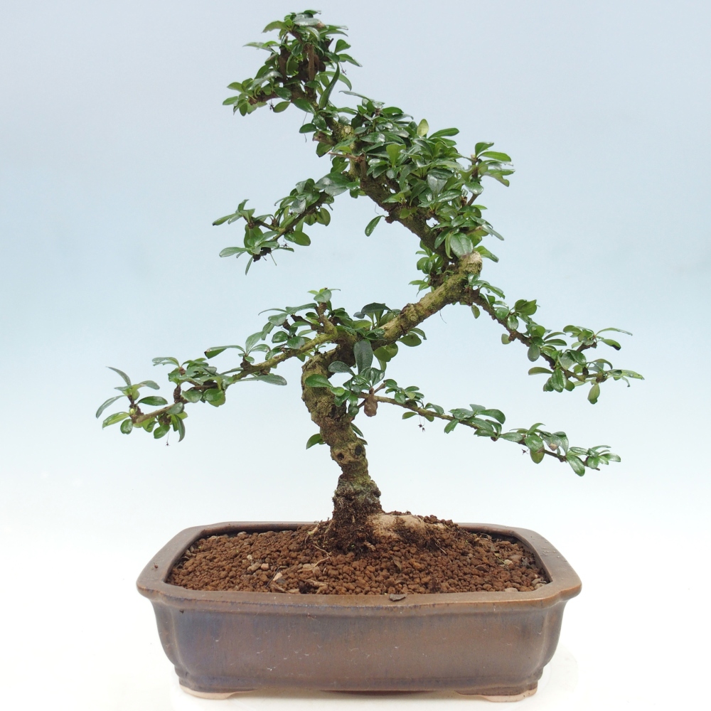 Pokojová bonsai - Carmona macrophylla - Čaj fuki