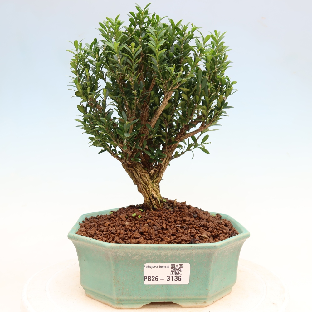 Pokojová bonsai - Buxus harlandii -korkový buxus