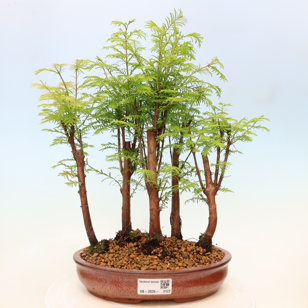 Venkovní bonsai - Metasequoia glyptostroboides - Metasekvoje čínská - lesík