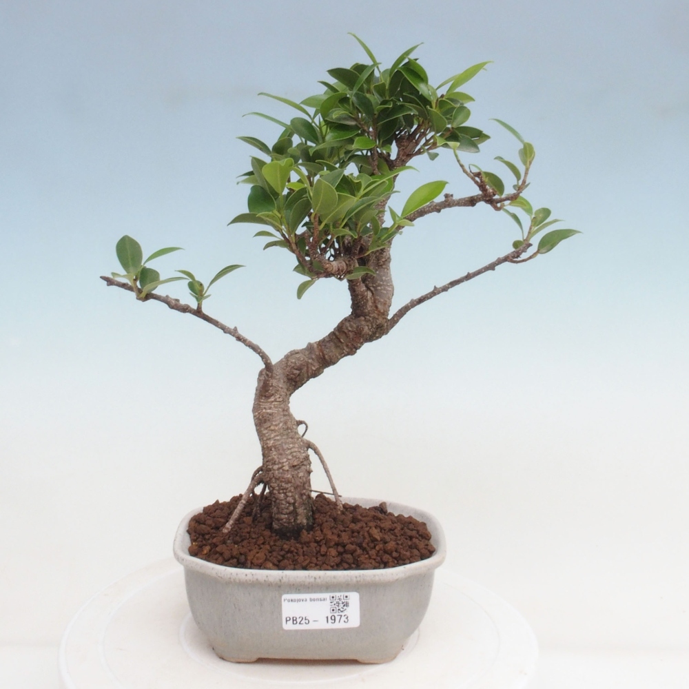 Pokojová bonsai - Ficus retusa -  malolistý fíkus