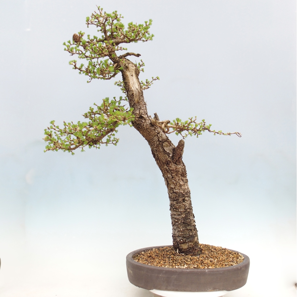 Venkovní bonsai -Larix decidua - Modřín opadavý - Pouze paletová přeprava
