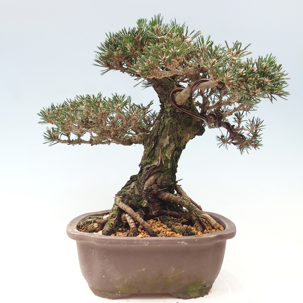 Venkovní bonsai - Pinus thunbergii Kotobuki - Borovice thunbergova