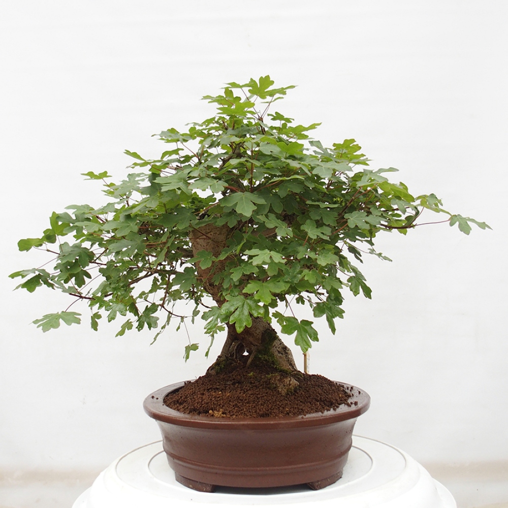 Venkovní bonsai - Acer Campestre - Javor babyka