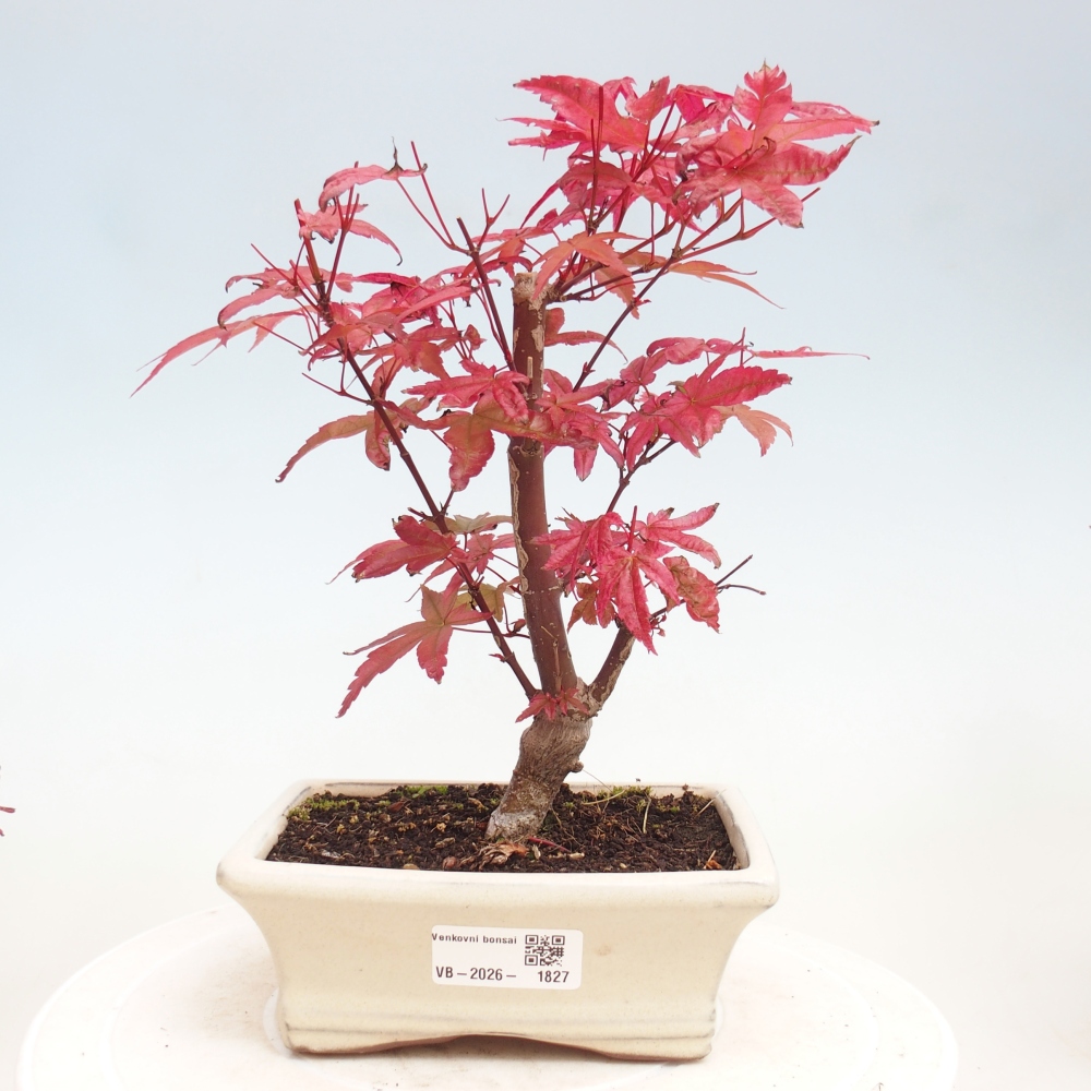 Venkovní bonsai - Javor dlanitolistý - Acer palmatum DESHOJO