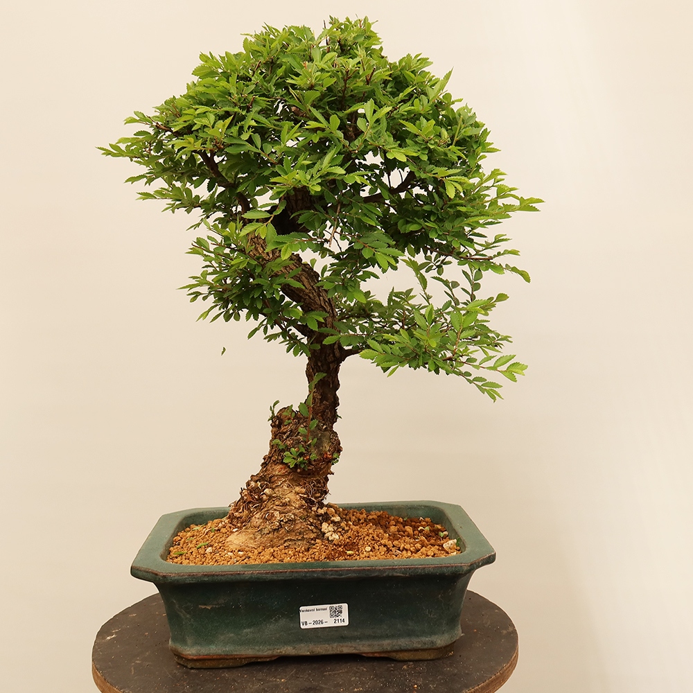 Venkovní bonsai - Zelkova - Zelkova NIRE