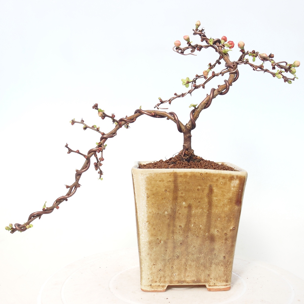 Venkovní bonsai - Chaneomeles s. Red Joy - Kdoulovec 