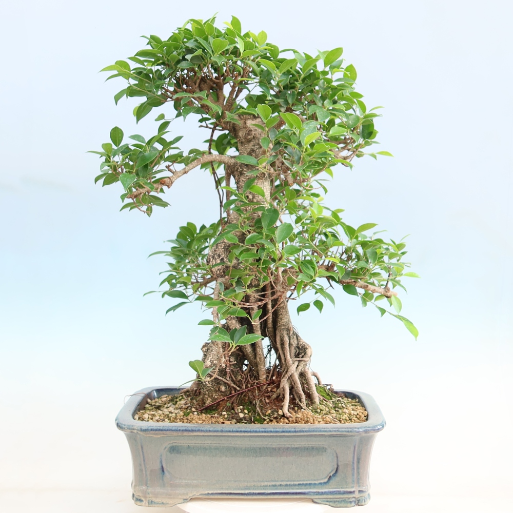 Pokojová bonsai - Ficus kimmen -  malolistý fíkus