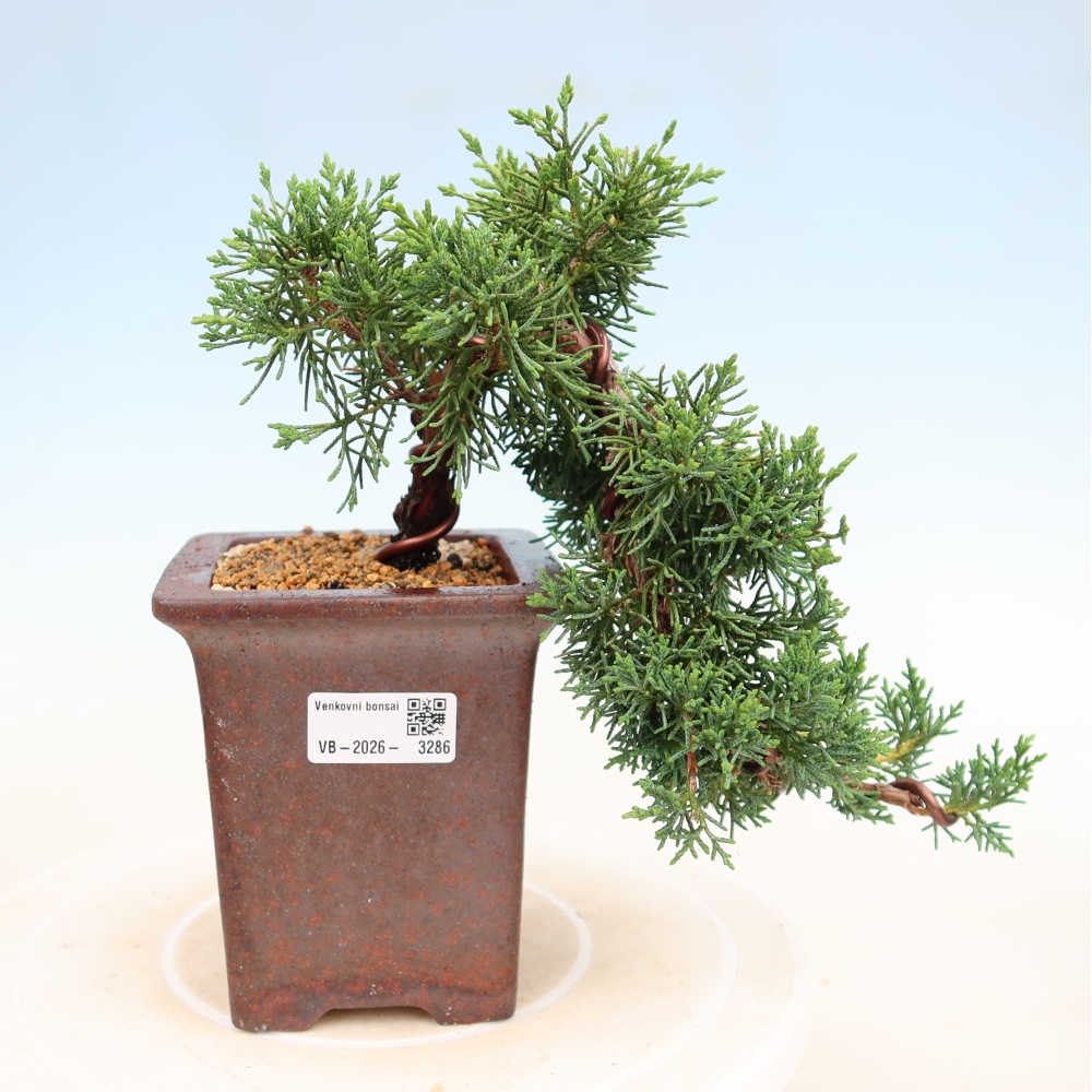 Venkovní bonsai - Juniperus chinensis Kishu -Jalovec čínský